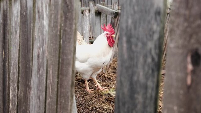 Rooster and white chickens in a homestead foraging feed at Backyard Coop. Brown hen wandering in a farmyard. Breeding livestock animals in agribusiness for free range organic egg and poultry industry