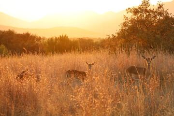 Bushveld sunset © Alta