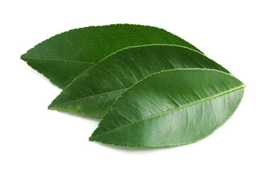 Fresh green leaves of citrus plant isolated on white