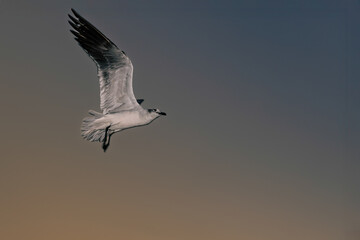 Obraz premium Laughing Gull (Leucophaeus atricilla) at Sunrise over Miami Beach, Florida