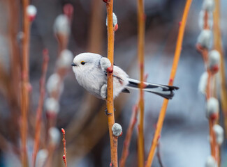 A long-tailed tit sits on willow branches with white buds in a spring park © nataba