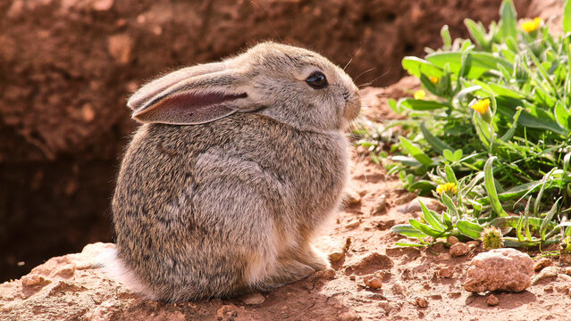 young little rabbit at his hole, close 366