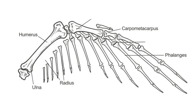 bird skeleton anatomy