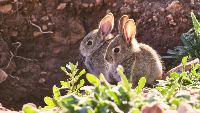 two little rabbits near their hole, close 421