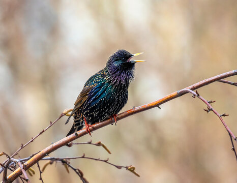 beautiful male bird of colorful starling sits on the branches of birch tree in spring garden and sings invitingly