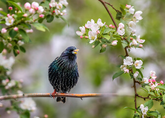 starling bird sings among the branches of a blossoming apple tree in a spring garden