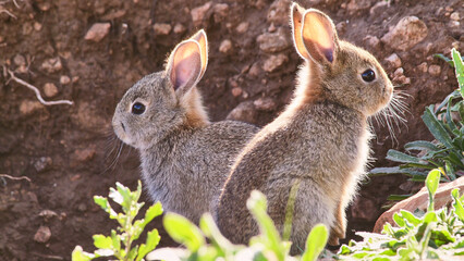 two little rabbits near their hole, close 425