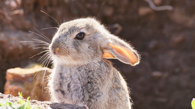 young little rabbit at his hole, close 464rabbit, Oryctolagus cuniculus, mammal, bunny, wild, nature, burrow, easter, herbivore, 
