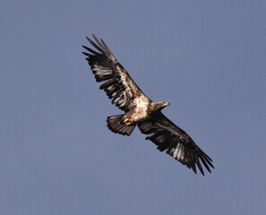 Fototapeta premium Eagle