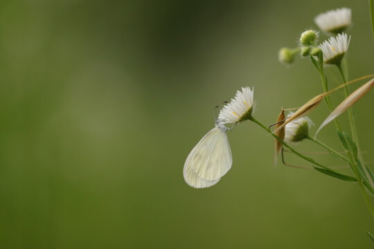 una farfalla bianca su un fiore