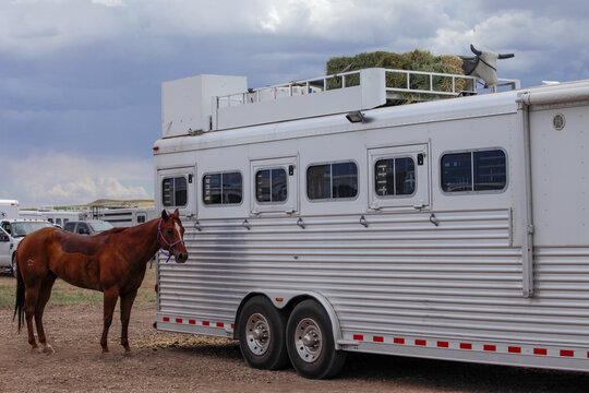 Galisteo, New Mexico. Rodeo horse tied and waiting outside of transport trailer. 