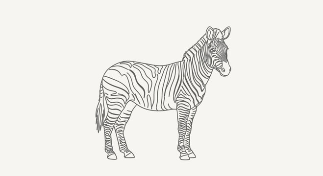 zebra standing, black and white drawing