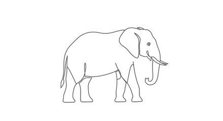 Obraz premium one line elephant drawing