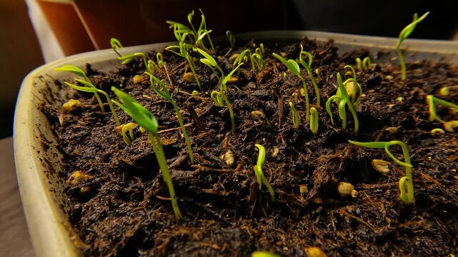 Timelapse of pepper seedlings germinating from soil, showing looped stems, emerging cotyledons and seed coats. Early growth stage with visible phototropism and moist substrate, 2026