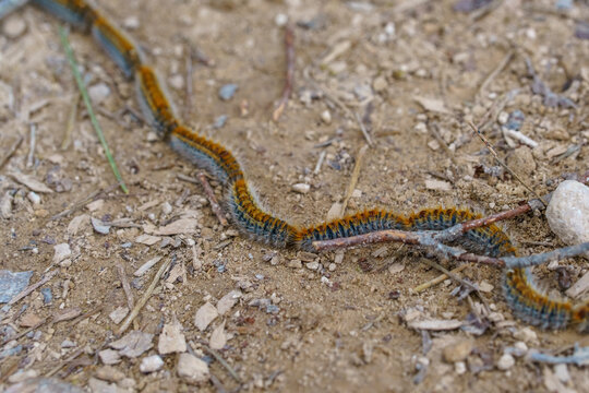 Thaumetopoea pityocampa. Procession of caterpillars crawling across a dusty forest path in a line formation. The hairy larvae move together demonstrating natural collective