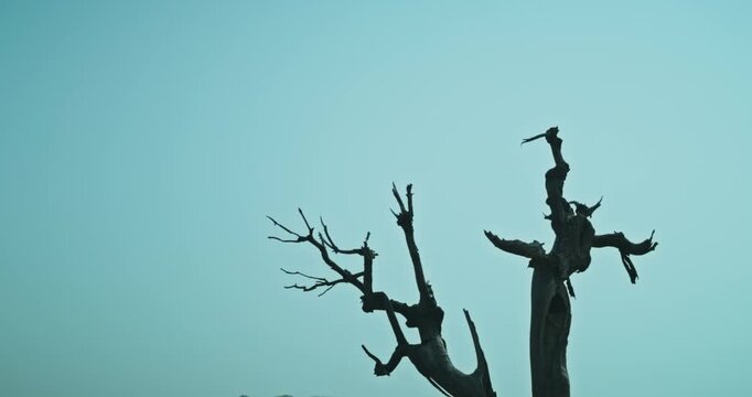 Cinematic view of a fallen tree in a quiet lake, reflecting deep emotions of loneliness, sadness, and an inner state of mind