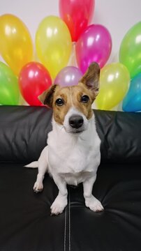 Adorable dog celebrating birthday vertical format festive balloons background. Jack Russell Terrier happy face joy. Domestic pet holiday anniversary party home. Cute puppy lifestyle celebratory mood.D