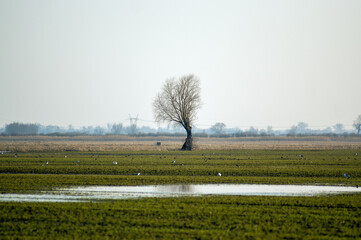 Duże samotne  drzewo na polanie ptactwo niebo zachodzące słońce. © Monika