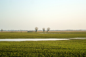 Krajobraz trzy drzewa na polanie ptaki niebo zachodzące słońce.   © Monika