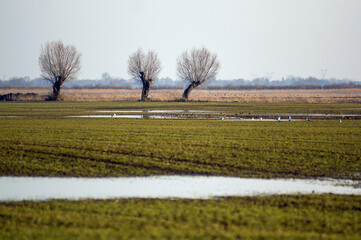 Krajobraz trzy drzewa na polanie ptaki niebo zachodzące słońce. © Monika