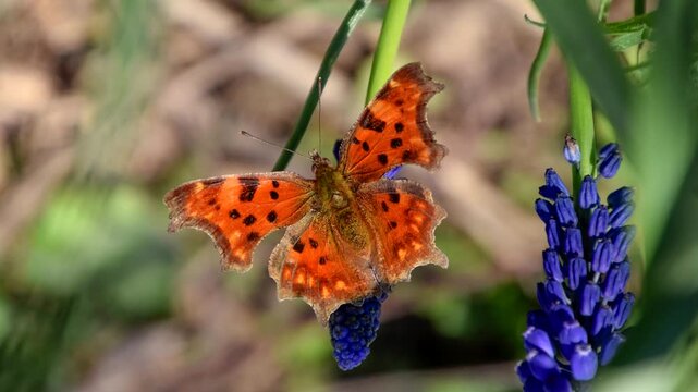Polygonia c-album on a flower. Butterfly drinking the nectar of the flower.
