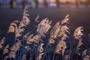 Żółto złote trzciny powiewające na wietrze na tle nieba   © Monika