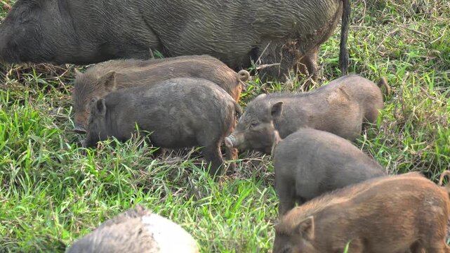 Mother Pig with Group of Piglets Grazing in Green Grass Field. Wild Boar Sow and Young Piglets Foraging in Rural Meadow. Cute Baby Piglets Following Mother Pig in Traditional Indian Wildlife. 