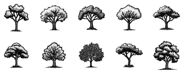 Deciduous Trees Illustrations Set Vintage Engraved Botanical Vector