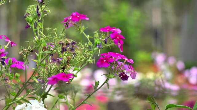 Vibrant Pink Phlox Flowers Blooming in Sunny Spring Garden. Soft Focus Nature Background with Pink Wildflowers in Bloom.