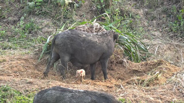 Wild Boar Foraging for Food in Rural Indian Field During Daytime. Indian Wild Pig Standing in Natural Habitat. Livestock Animals and Wild Pigs in Natural Environment Under Daylight.