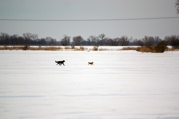 Krajobraz zimowy dwa psy biegnące przez pokryte śniegiem białe pole. © Monika