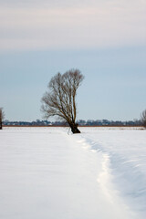 Duże samotne pochylone drzewo na polanie śnieg niebo zachodzące słońce.   © Monika