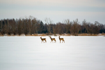 Trzy małe sarny stojące w rzędzie obok siebie na śniegu. © Monika