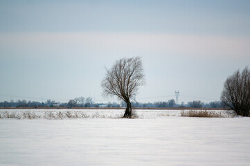 Duże samotne drzewo na polanie śnieg niebo zachodzące słońce. © Monika