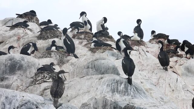 Cormorants are seen on a rocky area covered in white droppings; many birds are nesting. 