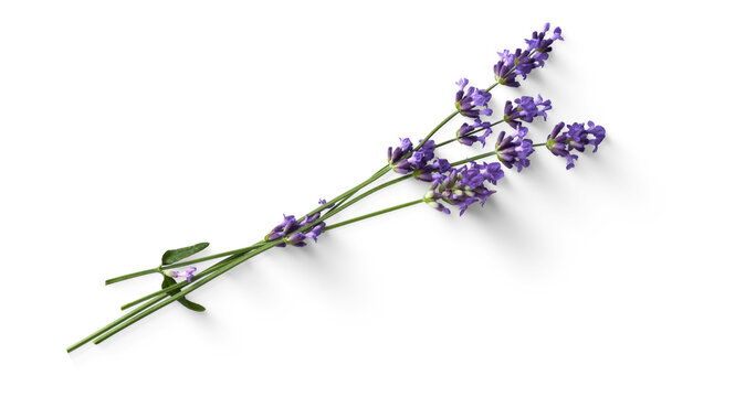 Bunch of lavender flowers isolated on transparent background, aromatic purple blossoms for aromatherapy and relaxation