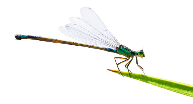 Azure damselfly perched on a vibrant green leaf against a soft transparent background