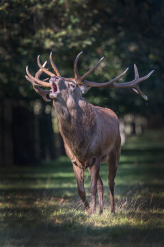 Stag deer roaring in the rutting season