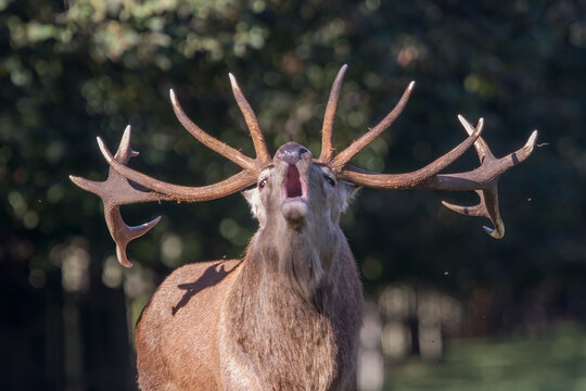 Look at me with my huge antlers