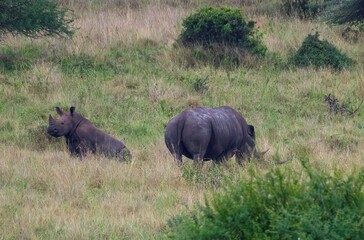 Fototapeta premium Black Rhinoceros mother with young calf grazing in the savannah of the Nairobi National park in Kenya
