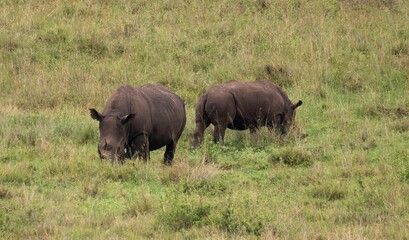 Fototapeta premium Black Rhinoceros mother with young calf grazing in the savannah of the Nairobi National park in Kenya