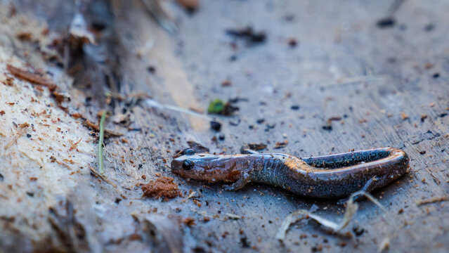 Detailed closeup of red-backed salamander (Plethodon cinereus) on fallen log in early spring