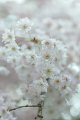 Obraz premium Close view of white cherry blossoms on branch with soft blurred background, sakura flowers with layered petals in spring bloom.