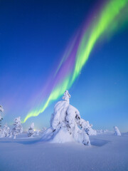 Night landscape of aurora borealis over a winter forest. Green northern lights glowing in the starry sky above snow-covered fir trees. Scandinavian winter nature with polar lights and stars. © biletskiyevgeniy