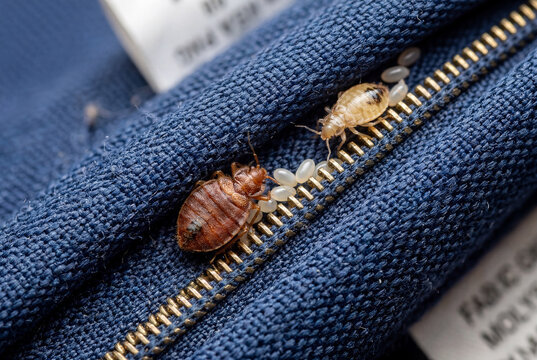 Bed bugs larvae and eggs on fabric in household pest view