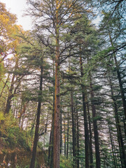 Obraz premium forest in autumn