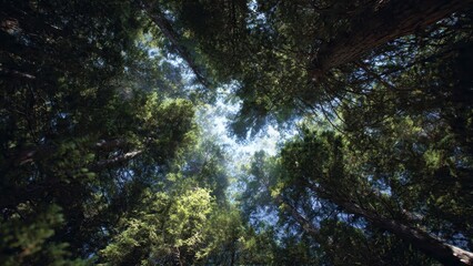 Fototapeta premium Sunlight Piercing Through Lush Forest Canopy from Below