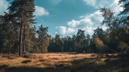 Obraz premium Sunlit Forest Clearing with Tall Grass and Blue Sky