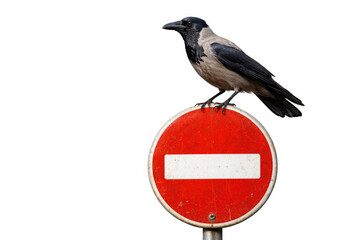 Fototapeta premium A crow is sitting on a road sign, entry is prohibited. Space for text.