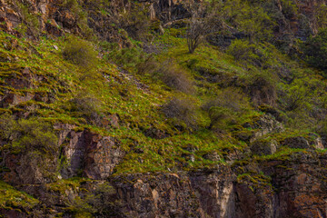 Obraz premium Moss covers rugged rocks in a peaceful mountainous landscape. Daytime sunlight enhances the vibrant greens, creating a serene atmosphere in nature.